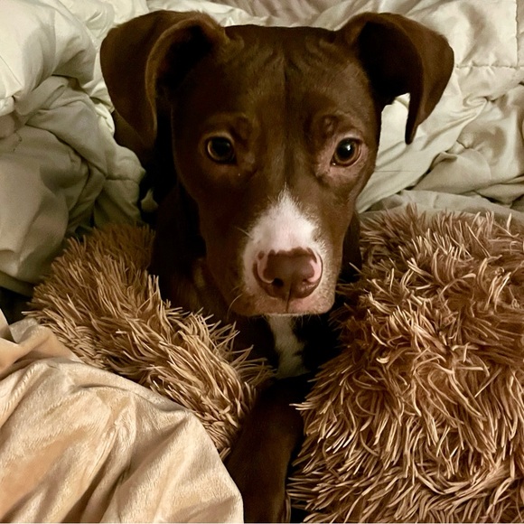 My rescue babies🐾Reilly,Baya & the newest Apryl …now the newest newest… Elynor! - Picture 8 of 12